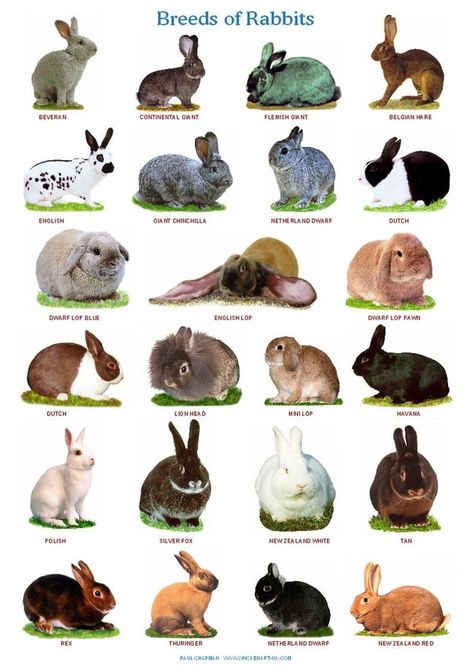 Pet Rabbit Care, Rabbit Farm, Meat Rabbits, Pet Bunny Rabbits, Raising Rabbits, Rabbit Breeds, Rabbit Colors, Bunny Care, Rabbit Cages