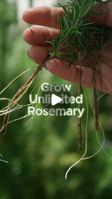 Angela Judd on Instagram: "Make unlimited rosemary! Here's how to do it: 

• Choose young shoots that aren’t flowering and are 6-8 inches long. 
• Remove the bottom half of the leaves and root in water. 
• Change the water every few days to keep the environment oxygenated and prevent rotting. 
• After a few weeks, you should notice root hairs forming in the water. 
• Pot up the rooted cuttings when several roots are an inch or more long. 

It’s an exciting process and fun to grow new plants!

#arizonagarden #howtogrowyourownfood #growinginthegarden #gardeningtips #vegetablegarden  #growyourownfood #organicgarden #desertgarden #arizonagarden #rosemary #propagation" Propagate Rosemary, Arizona Gardening, Rosemary Plant, Desert Garden, Kitchen Garden, Grow Your Own Food, Rosemary, Organic Gardening, Backyard Garden