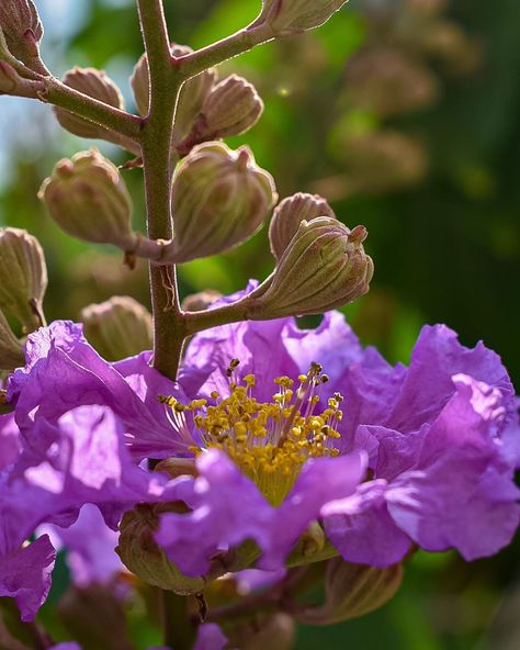 Lagerstroemia Speciosa, Jamini Roy, Pride Of India, Nature Nursery, Natural Nursery, Succulent Landscaping, Medicinal Herb, Home Landscaping, Deciduous Trees