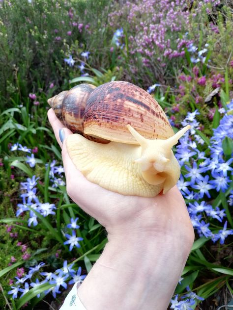 Funny Snail Pictures, Nails Animation, African Snail, Anime Tattoo Designs, Giant African Land Snails, Giant Snail, Tattoos Animals, Pet Snails, Giant Animals