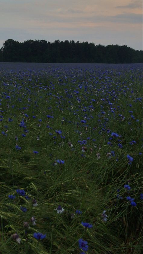 Rain In Summer Aesthetic, Dark Blue Summer Aesthetic, Green And Blue Aesthetic Nature, Blue Aesthetic Movie, Forest Summer Aesthetic, Dark Green And Blue Aesthetic, Dark Flower Field, Bluish Green Aesthetic, Dark Blue Flowers Aesthetic