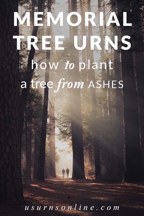 How to Become a Cremation Tree When You Die » Urns | Online Mexican Fan Palm, Memorial Tree, Future Planning, Cremated Remains, Planting Pot, Red Bud, Ash Tree, Memory Tree, Dogwood Trees