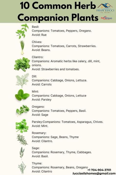 Herb Pairing Chart, Vegetables Companion Planting, Veggie And Herb Garden Ideas, What Herbs To Plant With Vegetables, Herb Planting Calendar, Outdoor Herb Garden Design Layout, Socal Veggie Garden, Herb Plants Outdoors, Corn Companion Plants