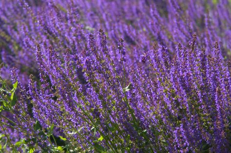 May Night salvia plants (Salvia sylvestris) are perennials in zones 4 to 8. The flowers, which bloom throughout the summer, are darkly colored. Red Salvia, May Night Salvia, Ladybug Larvae, Salvia Plants, Asclepias Tuberosa, Waterwise Garden, Easy Plants To Grow, Landscape Maintenance, Sun Plants