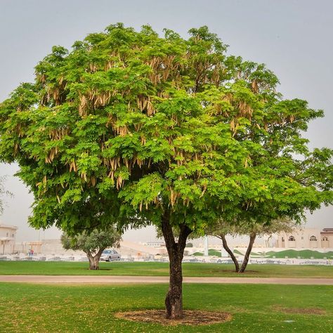 The Albizia Lebbeck tree is planted because it is a fast growing, sustainable source of fuelwood. Used for a variety of construction projects, the wood from this tree is pliable and easy to work with.It occurs extensively throughout India, Thailand, and Malaysia. It has been used widely for roadside planting in dry areas, has been cultivated extensively and is now naturalized in the West Indies and Africa.It can withstand long, hot, dry periods and cold winters.🌳🌳🌳Visit @treesforthefuture for Locust Tree, Honey Locust, Erosion Control, Tree Tree, Tree Seeds, Clay Soil, Shade Trees, Soil Improvement, Heirloom Seeds