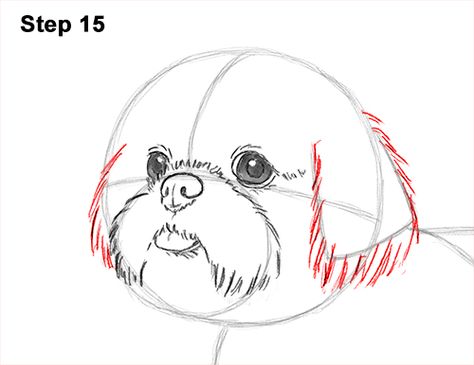 How to Draw a Cute Shih Tzu Puppy Dog 15 Shih Tzu Watercolor Painting, Shih Tzu Drawing Easy, How To Draw A Shih Tzu, Shih Tzu Line Art, Shitsu Dog, Shih Tzu Painting, Cute Shih Tzu, Perro Shih Tzu, Chien Shih Tzu