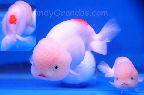 Cute face! Aesthetic Goldfish, Ranchu Fish, Lionhead Goldfish, Fish Aesthetic, Oranda Goldfish, Goldfish Aquarium, Pet Goldfish, Goldfish Tank, Goldfish Pond