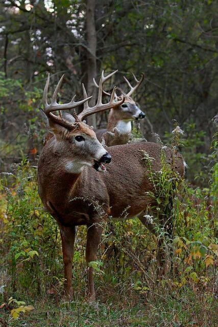 Collection 999 Anti Hunting, Big Whitetail Bucks, Whitetail Deer Pictures, White Tailed Deer, Cool Animals, Whitetail Deer Hunting, Big Deer, Big Buck, Deer Photos