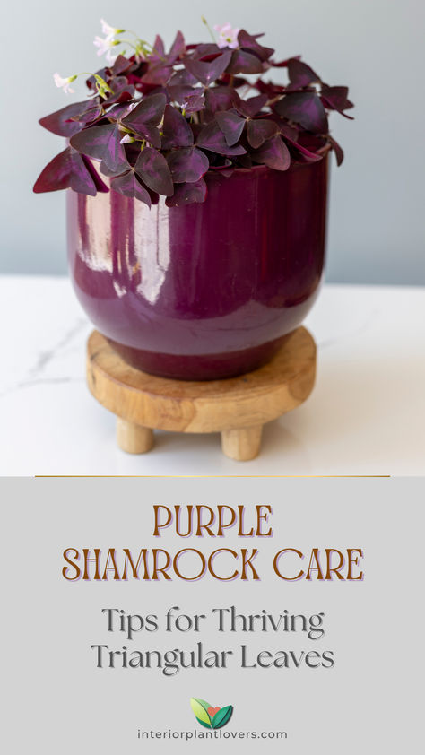 Close-up of a purple shamrock plant (Oxalis triangularis) in a glossy purple pot on a small wooden stand, showcasing its vibrant, triangular purple leaves. Purple Oxalis Plant, Oxalis Triangularis Care, Shamrock Plant Care, Purple Oxalis, Shamrock Plant, Purple Shamrock, Oxalis Triangularis, Plants Interior, Garden Indoor