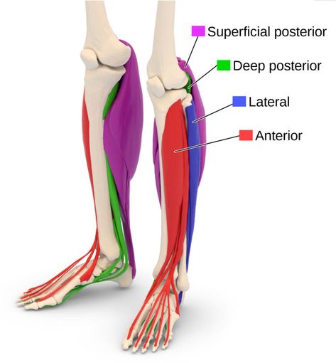 Lower Leg Pain, L Shaped House Plans, Gastrocnemius Muscle, Medical Drawings, L Shaped House, Case Presentation, Bulging Disc, Complex Regional Pain Syndrome, Lower Extremity