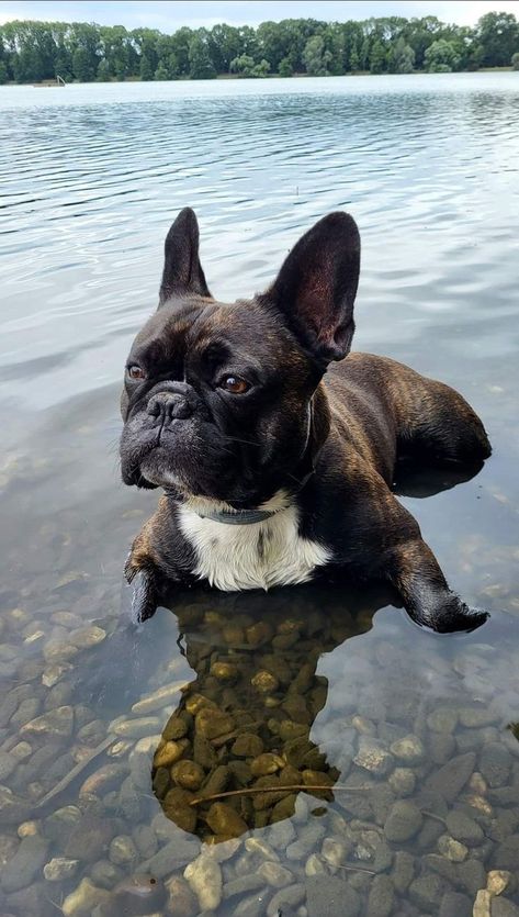 French Bulldog Photography, French Bulldog Facts, Dog Jokes, Frenchie Bulldog, Funny Dog Memes, Cute French Bulldog, Bulldog Lover, French Bulldog Puppy, Best Dog Breeds