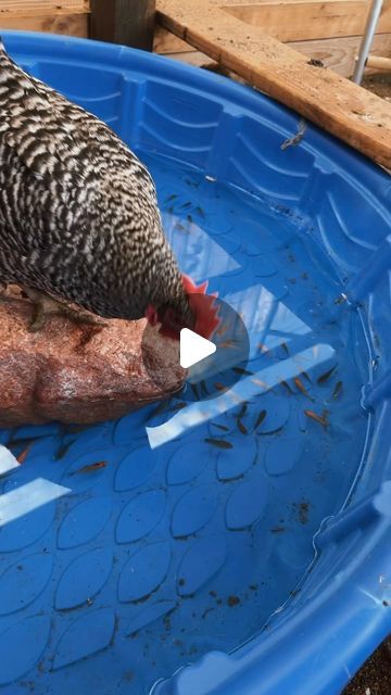 Hayley | Chicken treats✨ #chickens #backyardchickens #homestead | Instagram Chicken Ball Cage, Cheap Chicken Coop Ideas, Diy Chicken Perch Ideas, Duck And Chicken Coop Together, Chicken Entertainment Ideas, Chicken Pool Ideas, Chicken Perch Ideas, Chicken Playground Ideas, Toys For Chickens