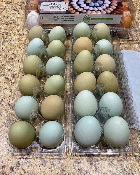 Chicken eggs! Blues and greens. Plant Backyard, Keeping Chickens, Blue Eggs, Blues And Greens, Chicken Eggs, Native Plants, Backyard Garden, Chicken, Plants