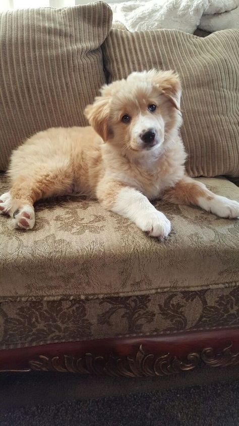 Golden Retriever Australian Shepherd, Australian Shepherd Mix, Golden Retriever Mix, Retriever Puppy, Dogs Golden Retriever, Cute Dogs And Puppies, Golden Retrievers, Working Dogs, Cat Clothes