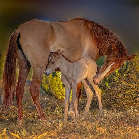 Wild Horses Mustangs, Wild Horses Photography, Mare And Foal, Beautiful Horses Photography, Beautiful Horse Pictures, Horse Anatomy, Horse Inspiration, Big Horses, Mini Horse