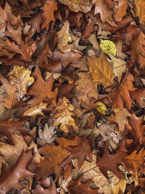 Crunchy Autumn Leaves, Autumn Brown Aesthetic, Brown Leaf Aesthetic, Brown Leaves Aesthetic, Fall Woods Aesthetic, Fall Leaf Aesthetic, Autumn Leaf Aesthetic, Fall Brown Aesthetic, Brown Autumn Aesthetic