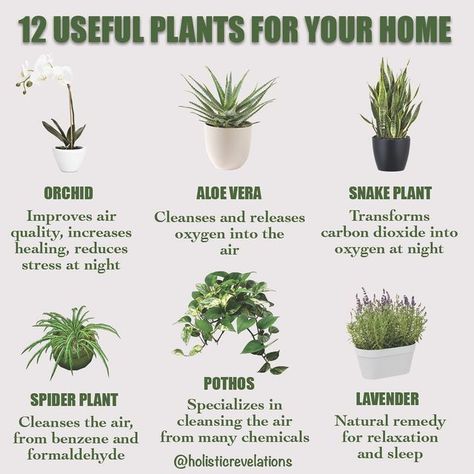 Indoor Plants For Health, Plants To Purify The Air, House Plants Purify Air, Plants Good For Air Quality, Best Indoor Plants For Oxygen, Healthy House Plants Indoor Air Quality, Small Plants Indoor Decoration Bedroom, Plants Air Purifying Indoor, Plants That Improve Air Quality