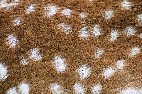 Natural Art #1 by Fabrice Voyer Fallow Deer, Catty Noir, Fantastic Mr Fox, Mr Fox, Animal Fur, Lily Evans, Oh Deer, Back To Nature, Wild Life