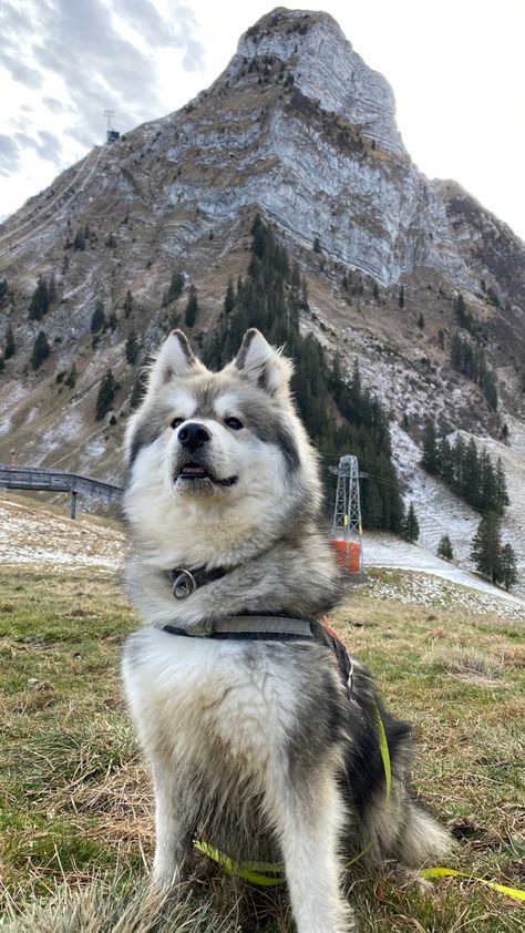 Alaskan Shepherd, Fluffy Husky, Malamute Husky, Husky Cross, Malamute Dog, Alaskan Husky, Breed Dogs, Husky Mix, A Husky