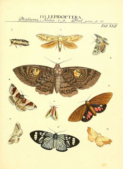 Moth Anatomy, Anatomy Illustration, Moth Illustration, Earthly Delights, Science Illustration, Butterfly Illustration, Nature Posters, Insect Art, Butterfly Painting