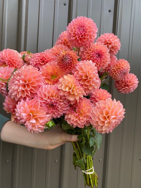 George Cooper, Dahlia Flower Garden, Flower Boquet, Flower Farmer, Flower Shower, Colorful Bouquet, Flower Therapy, Beautiful Bouquet Of Flowers, Dahlia Flower