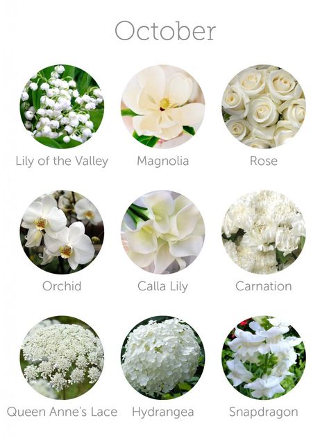 wedding flowers in season - october. Magnolias Flowers In Season, October Wedding Flowers, Different Types Of Flowers, Wedding Budget, Fall Wedding Flowers, Flower Names, Deco Floral, October Wedding, Seasonal Flowers