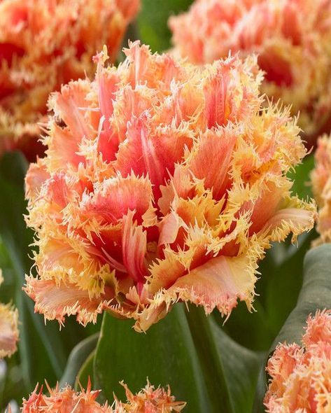 Planting Tulips, Summer Flowering Bulbs, British Flowers, Flower Bulbs, Spring Flowering Bulbs, Cut Flower Garden, Purple Tulips, Plant Spacing, Spring Bulbs