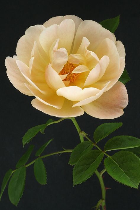 Floral Reference, Hybrid Tea Roses, Most Beautiful Flowers, English Rose, Pretty Plants, English Roses, Big Flowers, Exotic Flowers, Flowers Nature