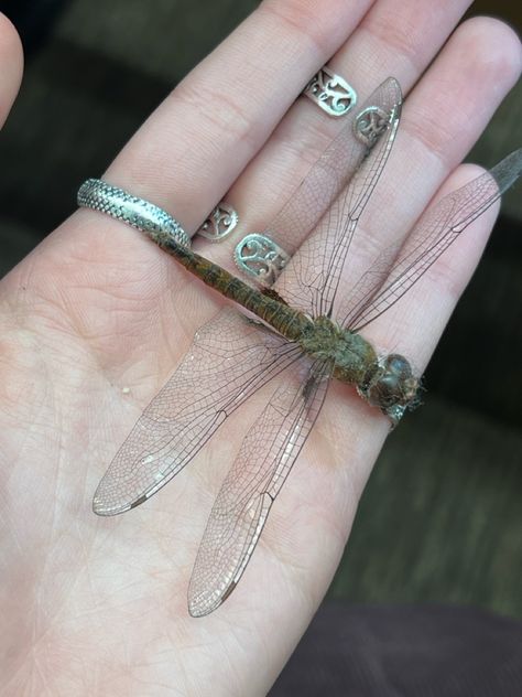 witchy insect fairycore whimsigoth inspo butterfly dragonfly spoder decor Butterfly Dragonfly, Cool Bugs, Creature Feature, Living Styles, Dragonflies, Nature Pictures, How Beautiful, Nature Photography, Tattoos