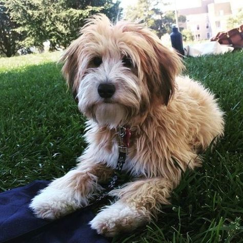 Whoodle (Soft-Coated Wheaten Terrier Poodle Mix) Wheaten Terrier Mix, Terrier Poodle Mix, Tibet Terrier, Terrier Poodle, Poodle Mix Breeds, Wheaton Terrier, Soft Coated Wheaten Terrier, Dog Mixes, Wheaten Terrier