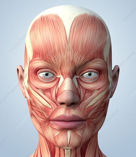 Muscular system of the head - Stock Image - P150/0119 - Science Photo Library Muscular System, Head And Neck, The Head, Muscles, Computer, Human, Art