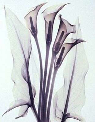 Dutch X-ray technician and amateur photographer , Albert Koetsier , went beyond the negatives in X-rays of flowers and plants and transformed them into beautiful images of art. Xray Flower, Xray Art, Purple Calla Lilies, Albert Koetsier, Nature Art Prints, Transparent Flowers, Giclee Painting, Stock Paper, Fine Arts Posters