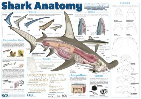 Anatomy Of A Shark, Shark Anatomy Poster, Sharks Anatomy, Shark Anatomy, Oceanography Marine Biology, Animal Infographic, Shark Facts, Shark Pictures, Vet Medicine