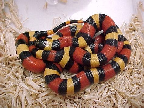 Pueblan Milk Snake Milk Snake, Cool Snakes, Pretty Snakes, Snake Wallpaper, Coral Snake, Cute Snake, Pet Snake, Beautiful Snakes, Snake Patterns