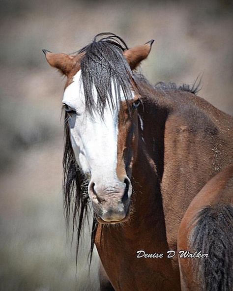 Horse Headshot Photography, Horse Head Anatomy, Feral Poses, Photography Expressions, Mustang Photography, Kangaroo Rat, Animal Drawing Ideas, Horse Photography Poses, Wild Horses Photography