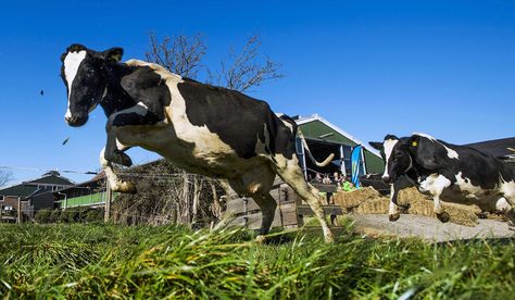 Cows run and prance as they enter a meadow of a farm in Westzaan, Netherlands, after spending the entire winter inside a stable<span>, on March </span><span>20, </span><span>2014</span>. Cow Running, Cow Feed, Milk The Cow, Happy Mind Happy Life, Cow Drawing, Happy Cow, Artificial Lake, Beef Cattle, Cattle Farming