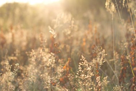 Aesthetic September, September Autumn, Norway, Image Search, The Sun, Sun, Flowers