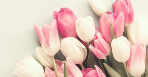 Tulips, Facebook cover Spring Facebook Cover Photos Flowers, Tulips Cover Photo Facebook, Spring Fb Cover Photos, Floral Facebook Cover Photos, Spring Facebook Cover Photos, Easter Facebook Cover Photos, Easter Cover Photo Facebook, Spring Cover Photos, Easter Cover Photos