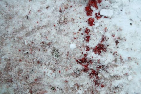 blood in the snow Blood Upon The Snow, Blood Snow Aesthetique, Blood In The Snow, Blood In Snow, Blood On Snow, Shino Aburame, Red Snow, All The Bright Places, The Fallen Angel