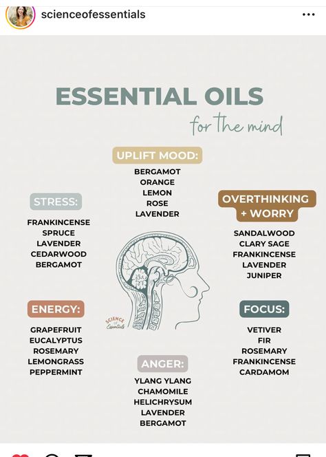 Essential Oils For Massage Therapy, Essential Oil Business Ideas, Essential Oils For Focus, Essential Oil Business, Herb Oil, Essential Oil Perfumes Recipes, Essential Oil Education, Essential Oils For Pain, Essential Oil Diffuser Blends Recipes