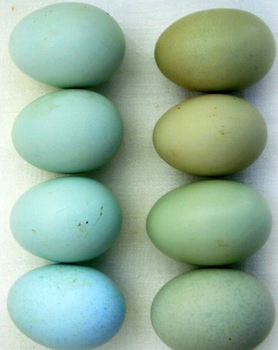 Many times people confuse Easter Eggers with Ameraucanas and Ameraucanas with Aracaunas. It's not... Araucana Chickens, Egg Holders, Dream Pet, Laying Hens, Blue Eggs, Egg Laying, Chicken Breeds, Green Collection, Robins Egg