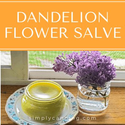 Homemade Dandelion Flower Salve - essential oils optional. Making Salves, Edible Herbs, Homestead Diy, Homemade Medicine, Dandelion Oil, Micro Farm, Dandelion Flowers, Folk Medicine, Salve Recipes