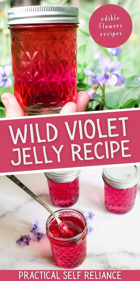 Violet Jelly: Edible Flowers Recipes- Learn how to make Wild Violet Jelly! Wild violet jelly is an easy homemade wild flower jelly recipe made with edible flowers that will add stunning color to your toast, biscuits, and scones. Believe it or not, these bright spring blooms taste like fresh berries, making an exceptional jelly long before the first fruit harvest of the season. Honey Suckle Jelly Recipe Easy, Instant Pot Jelly Recipes, Wild Violet Jelly, Fireweed Jelly, Violet Jelly, Spring Foraging, Herbal Diy, Flowers Recipes, Wild Crafting