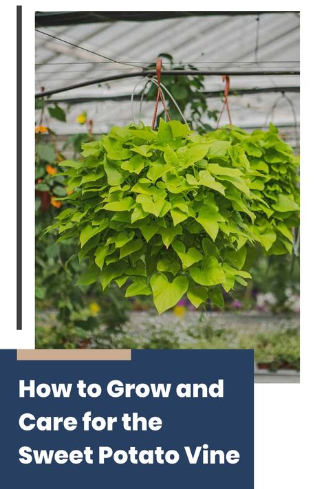 Growing sweet potato vines can transform even the simplest of spaces. Whether you have a small balcony garden or a sunny spot on your kitchen countertop, these fast-growing plants provide lush foliage and vibrant color with minimal effort. Perfect for beginners or those with limited space, let’s explore how you can successfully cultivate and care for sweet potato vines in your own home. Growing Sweet Potato Vines, Sweet Potato Vines, Growing Sweet Potatoes, Sweet Potato Vine, Small Balcony Garden, Potato Vines, White Flies, Fast Growing Plants, Soil Ph