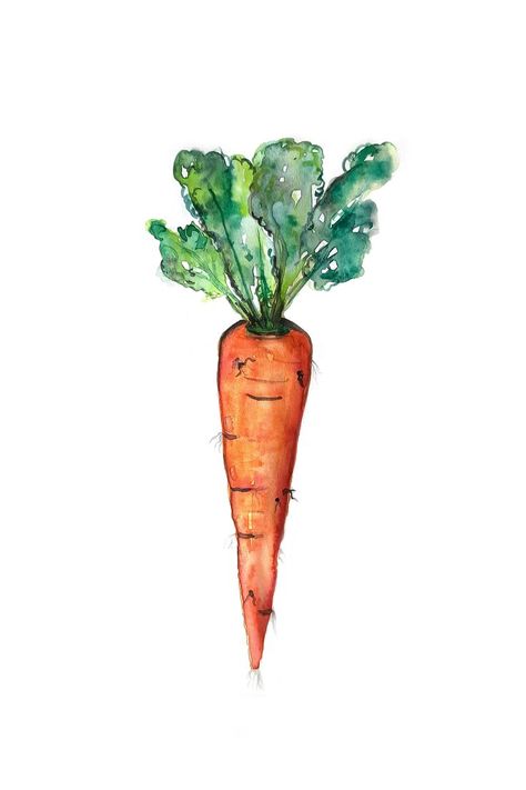 Watercolor illustration of a carrot Carrots Drawing, Carrots Illustration, Carrots Watercolor, Draw A Carrot, Carrot Painting, Carrot Watercolor, Seed Packaging Design, Carrot Illustration, Vegetables Watercolor