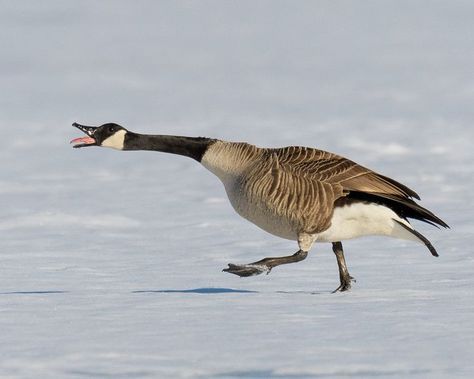 Canada Goose (Branta canadensis) / Bernache du Canada / Image by Liberté55 from flickr Goose Art Illustrations, Canada Goose Bird, Goose Reference, Canadian Birds, Goose Drawing, Winged Animals, Canadian Geese, Canada Geese, Due South