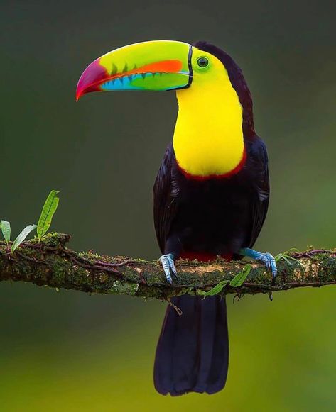 Arcane Wildlife on Instagram: “A keel-billed toucan showcasing its magnificent colours. These unique birds are found in subtropical rainforests. The toucans population…” Keel Billed Toucan, Unique Birds, Toucan Art, Rainforest Animals, Most Beautiful Birds, Nature Birds, Bird Pictures, Exotic Birds, Tropical Birds