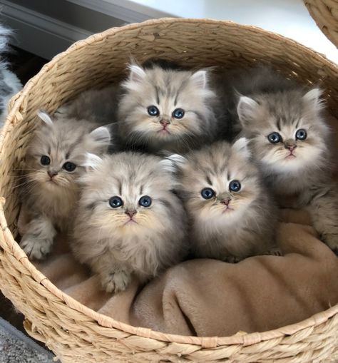 Adorable fluffy Persian kittens, Missouri 2023 Kittens Cutest Fluffy, Persian Cat Kitten, Cute Cat Pics Kittens, Fluffy Cute Cat, Tea Cup Kittens, Fluffy Pets, Cute Fluffy Cats, Kittens For Sale, Kitten Room