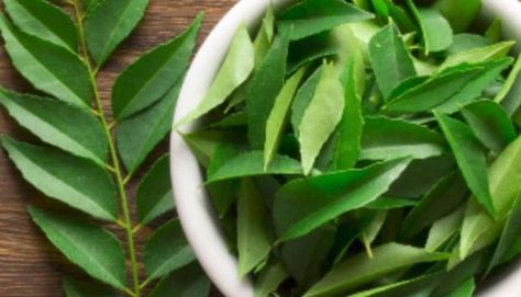 5 things that happen when you drink curry leaf tea daily | Health - Hindustan Times Benefits Of Curry, Curry Leaf Plant, How To Make Curry, Curry Leaf, Cooking Curry, How To Relieve Nausea, Tea Benefits, Digestive Enzymes, Curry Leaves