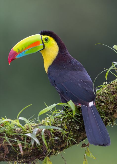 Keel-billed Toucan - BirdWatching Colorful Bird, Watch Video, Birds